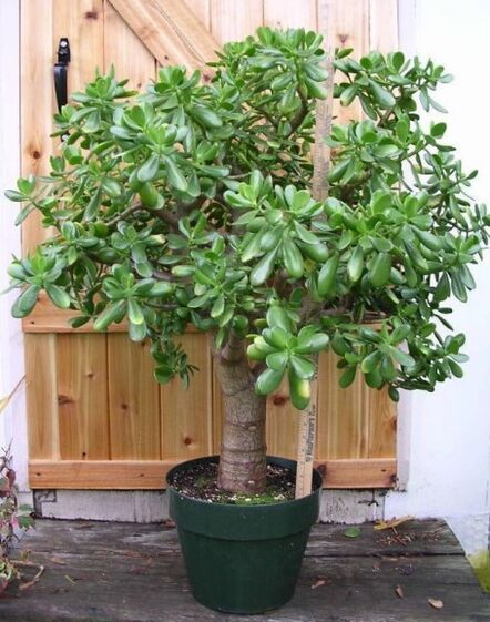 Albero dei soldi