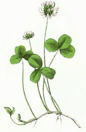 trifoglio